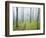 Oak Forest in Fog-James Randklev-Framed Photographic Print