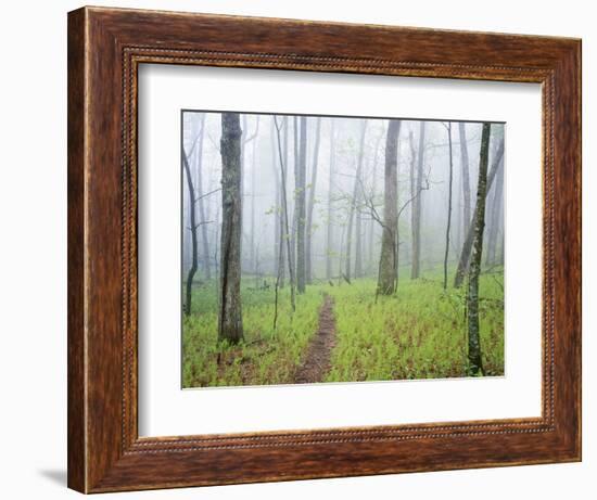 Oak Forest in Fog-James Randklev-Framed Photographic Print