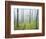 Oak Forest in Fog-James Randklev-Framed Photographic Print