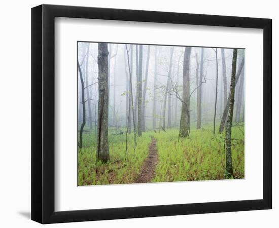 Oak Forest in Fog-James Randklev-Framed Photographic Print