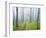 Oak Forest in Fog-James Randklev-Framed Photographic Print