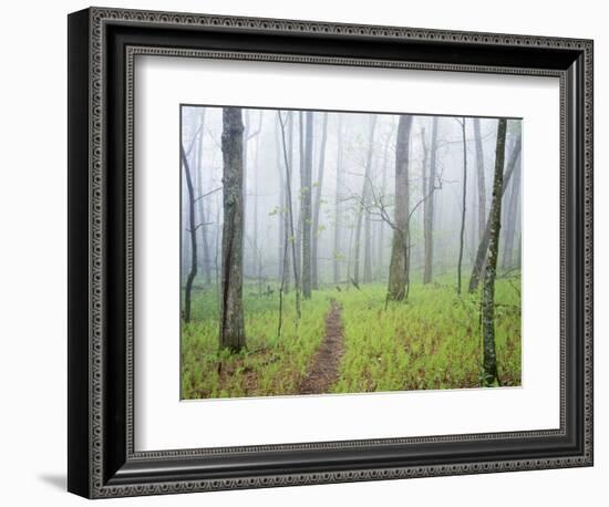 Oak Forest in Fog-James Randklev-Framed Photographic Print