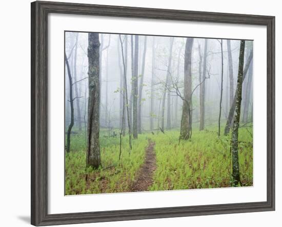 Oak Forest in Fog-James Randklev-Framed Photographic Print