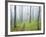 Oak Forest in Fog-James Randklev-Framed Photographic Print