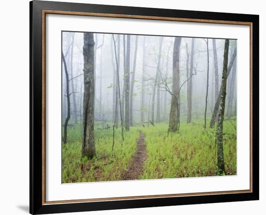 Oak Forest in Fog-James Randklev-Framed Photographic Print