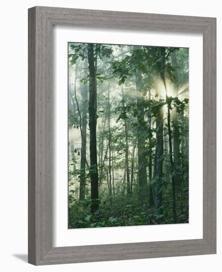 Oak Forest in morning fog, Mark Twain National Forest, Missouri, USA-Charles Gurche-Framed Photographic Print