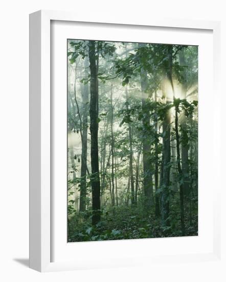 Oak Forest in morning fog, Mark Twain National Forest, Missouri, USA-Charles Gurche-Framed Photographic Print