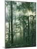 Oak Forest in morning fog, Mark Twain National Forest, Missouri, USA-Charles Gurche-Mounted Photographic Print