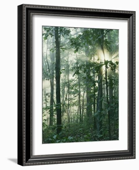 Oak Forest in morning fog, Mark Twain National Forest, Missouri, USA-Charles Gurche-Framed Photographic Print