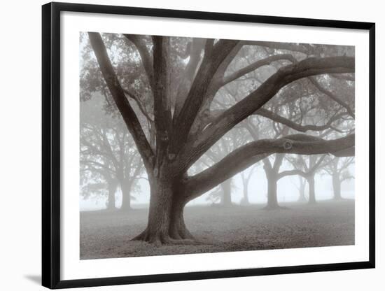 Oak Grove in Fog-William Guion-Framed Art Print