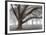 Oak Grove in Fog-William Guion-Framed Art Print