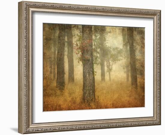 Oak Grove in Fog-William Guion-Framed Photographic Print