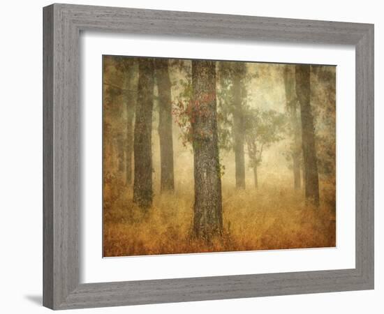 Oak Grove in Fog-William Guion-Framed Photographic Print