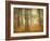 Oak Grove in Fog-William Guion-Framed Photographic Print