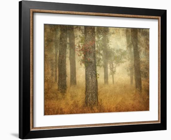 Oak Grove in Fog-William Guion-Framed Photographic Print