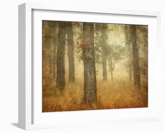 Oak Grove in Fog-William Guion-Framed Photographic Print