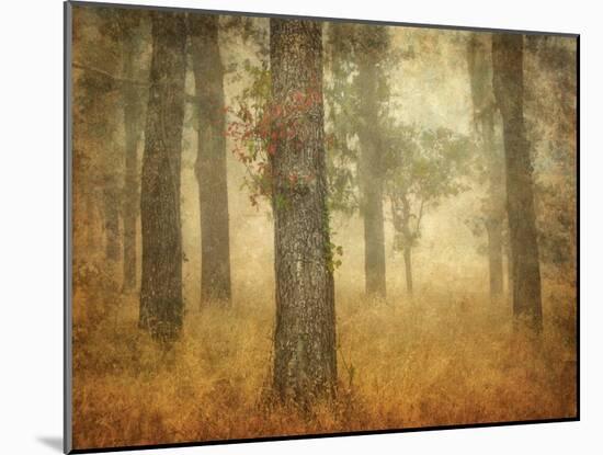 Oak Grove in Fog-William Guion-Mounted Photographic Print