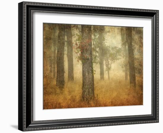 Oak Grove in Fog-William Guion-Framed Photographic Print