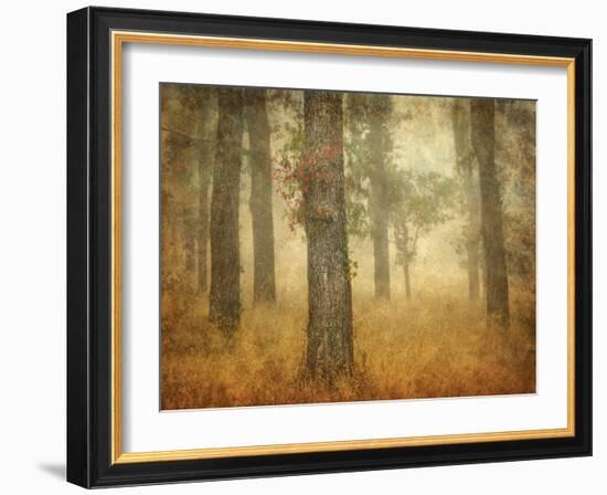 Oak Grove in Fog-William Guion-Framed Photographic Print