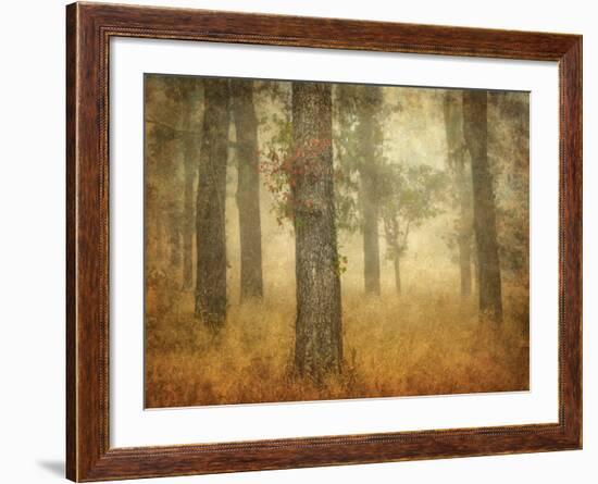 Oak Grove in Fog-William Guion-Framed Photographic Print