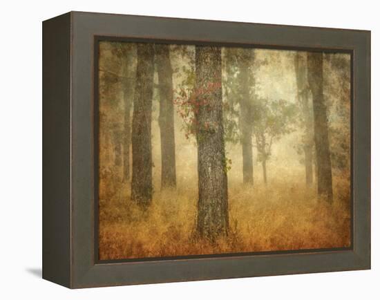 Oak Grove in Fog-William Guion-Framed Premier Image Canvas