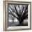 Oak Grove, Winter-William Guion-Framed Art Print