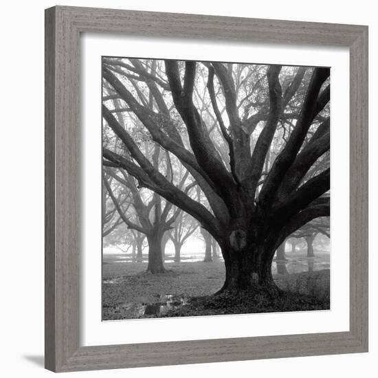 Oak Grove, Winter-William Guion-Framed Art Print