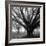 Oak Grove, Winter-William Guion-Framed Art Print