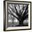 Oak Grove, Winter-William Guion-Framed Art Print