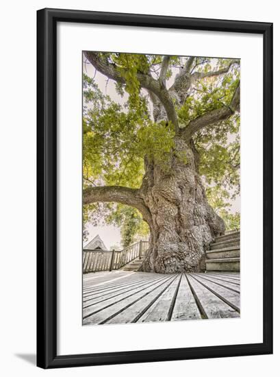 Oak Guillotin-Viviane Fedieu Daniel-Framed Photographic Print