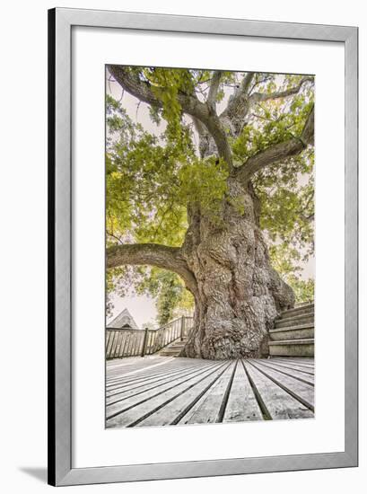 Oak Guillotin-Viviane Fedieu Daniel-Framed Photographic Print