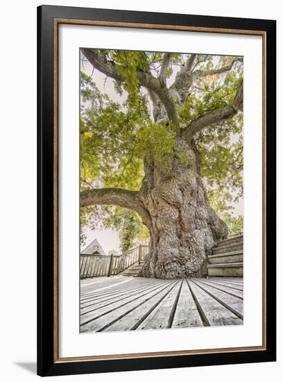 Oak Guillotin-Viviane Fedieu Daniel-Framed Photographic Print