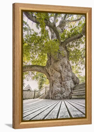 Oak Guillotin-Viviane Fedieu Daniel-Framed Premier Image Canvas