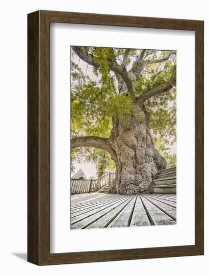 Oak Guillotin-Viviane Fedieu Daniel-Framed Photographic Print