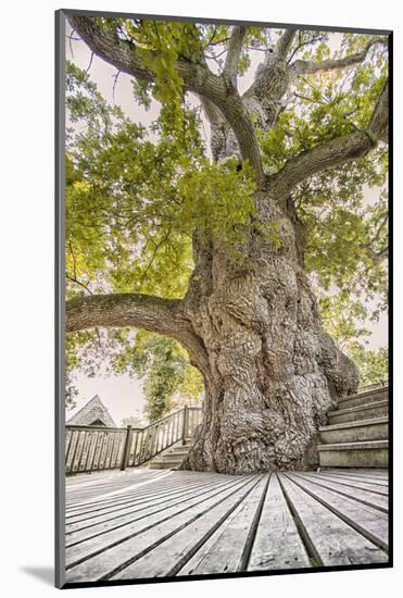 Oak Guillotin-Viviane Fedieu Daniel-Mounted Photographic Print