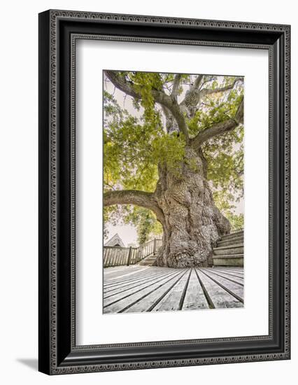 Oak Guillotin-Viviane Fedieu Daniel-Framed Photographic Print