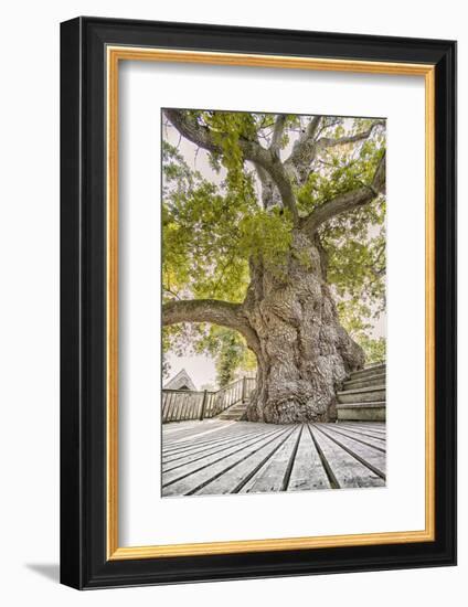 Oak Guillotin-Viviane Fedieu Daniel-Framed Photographic Print