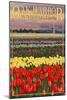 Oak Harbor, Washington - Tulip Fields-Lantern Press-Mounted Art Print