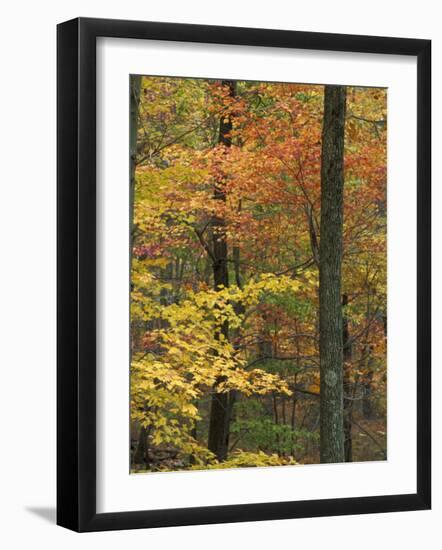 Oak-Hickory Forest in Litchfield Hills, Kent, Connecticut, USA-Jerry & Marcy Monkman-Framed Photographic Print