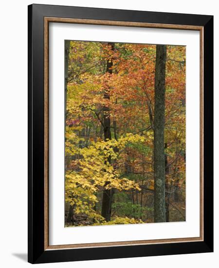 Oak-Hickory Forest in Litchfield Hills, Kent, Connecticut, USA-Jerry & Marcy Monkman-Framed Photographic Print