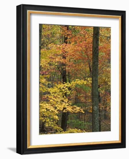 Oak-Hickory Forest in Litchfield Hills, Kent, Connecticut, USA-Jerry & Marcy Monkman-Framed Photographic Print