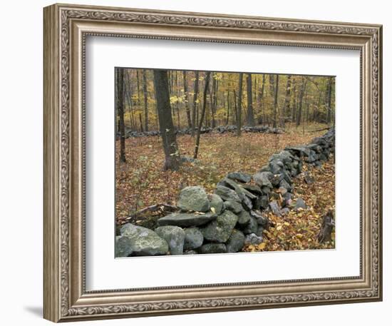 Oak-Hickory Forest in Litchfield Hills, Kent, Connecticut, USA-Jerry & Marcy Monkman-Framed Photographic Print