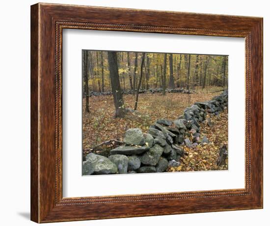 Oak-Hickory Forest in Litchfield Hills, Kent, Connecticut, USA-Jerry & Marcy Monkman-Framed Photographic Print