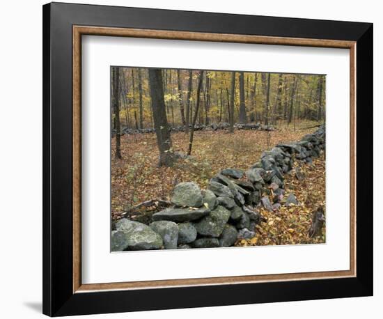 Oak-Hickory Forest in Litchfield Hills, Kent, Connecticut, USA-Jerry & Marcy Monkman-Framed Photographic Print