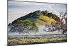 Oak Hills and Mist, Petaluma Backroads, Sonoma County-Vincent James-Mounted Photographic Print