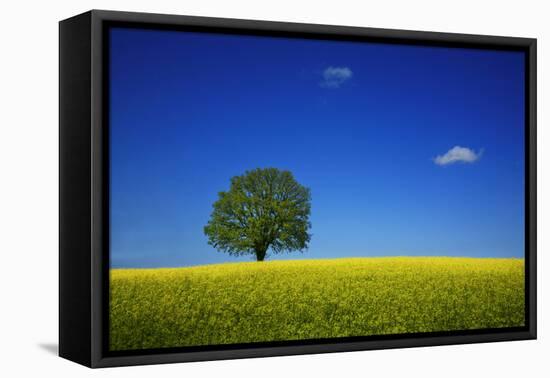 Oak in a Blossoming Rape Field Near Ottendorf-Uwe Steffens-Framed Premier Image Canvas