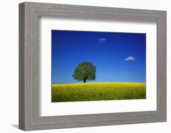 Oak in a Blossoming Rape Field Near Ottendorf-Uwe Steffens-Framed Photographic Print