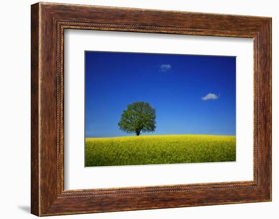 Oak in a Blossoming Rape Field Near Ottendorf-Uwe Steffens-Framed Photographic Print