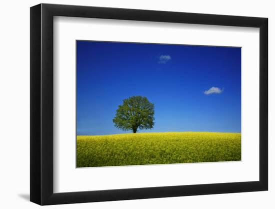 Oak in a Blossoming Rape Field Near Ottendorf-Uwe Steffens-Framed Photographic Print