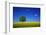 Oak in a Blossoming Rape Field Near Ottendorf-Uwe Steffens-Framed Photographic Print